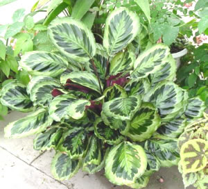 Calathea 'Silhoutte'