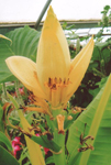 Musa Siam Yellow