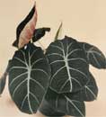Alocasia reginula 'Black Velvet