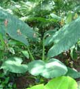 Alocasia Borneo Giant