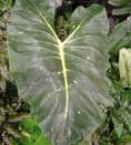 Alocasia 'New Guinea Gold'