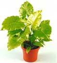 Alocasia odora
