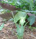 Alocasia Williams Hybrid