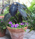 Colocasia esculenta 'Black Beauty'