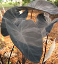 Colocasia esculenta 'Midnight'