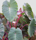 Colocasia esculante 'Pink China'