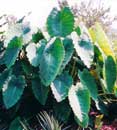 Colocasia esculenta 'Ruffles'