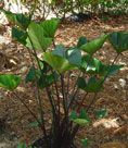 Colocasia esculenta 'Tea Cup'