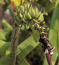 Musa Dwarf Thai