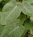Xanthosoma 'Dwarf Green'