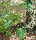 Xanthosoma jeoquinii lineatum