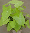 Xanthosoma aurea 'Lime Zinger'