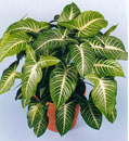 Xanthosoma lindenii 'Magnificum'