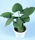 Xanthosoma violaceum