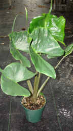 Alocasia Stingray