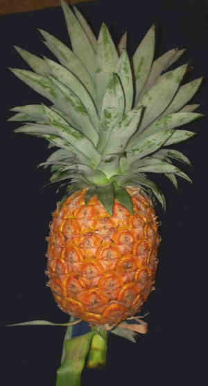 Ananas comosus 'Smooth Cayenne'
