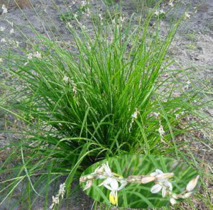 Anthericum Sanderae