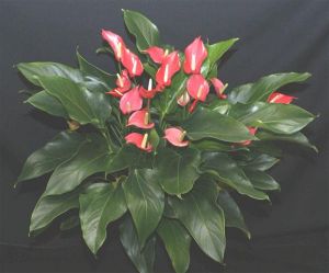Anthurium Pizzazz