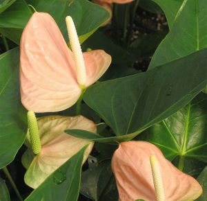 Anthurium SmallTalk Salmon
