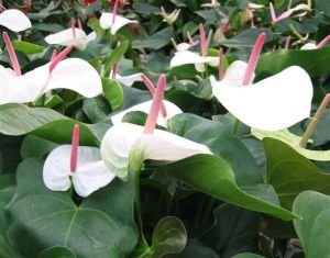 Anthurium 'White Heart'