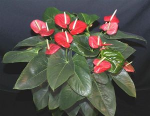 Anthurium Zing