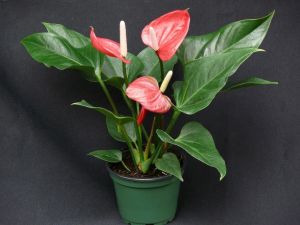 Anthurium smalltalk red