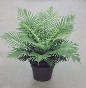 Blechnum 'Silver Lady'