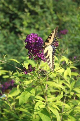 Buddliea 'Evil Ways'