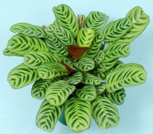 Calathea 'Burle Marx'