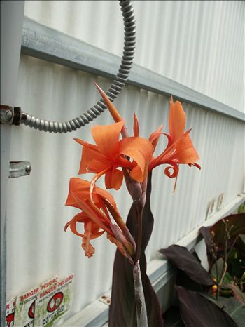 Canna Intrigue