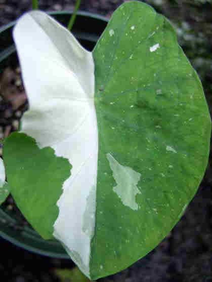 Colocasia Ele Paio