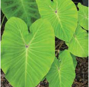 Colocasia eculenta 'Elena