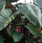 Colocasia 'Royal Hilo'