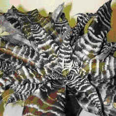 Cryptanthus black Mystic