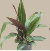 Curculigo purpurea 'Purple Prince'