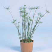 Cyperus Haspens Viviparus (Isoclades)