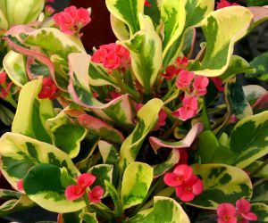 Euphorbia Many Moods