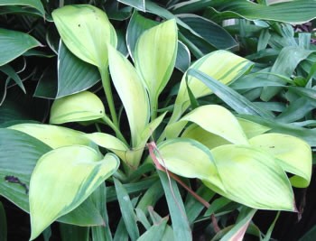 Hosta 'June'