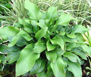 Hosta 'Krossa Regal'