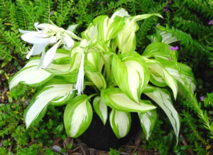 Hosta 'Summer Music'