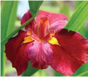 Iris Ann Chowning