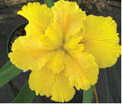 Iris Fortune Finder