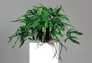 Microsorum 