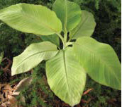 Musa Dwarf Namwah Pearl