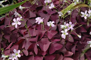 Oxalis oragnelii 'Francis'