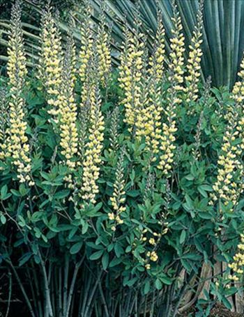 Baptisia Carolina Moonlight