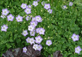 Campanula Samantha