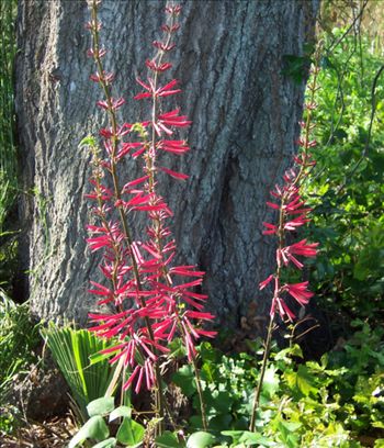 Erythrina herbacea
