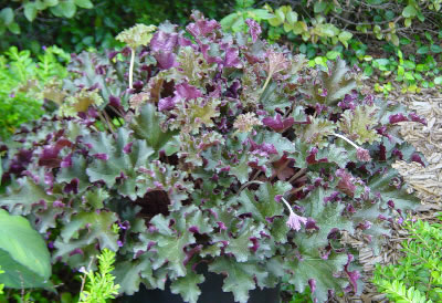 Heuchera 'Crimson Curls'