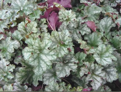 Heuchera 'Crown Jewel'